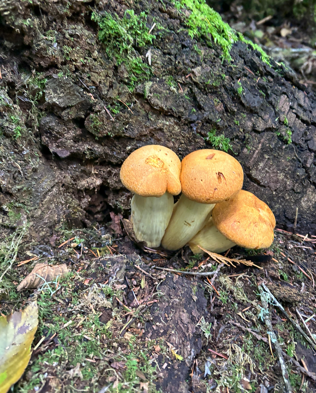 Western Jumbo Gym (Gymnopilus ventricosus) by Grace and Florence Terry