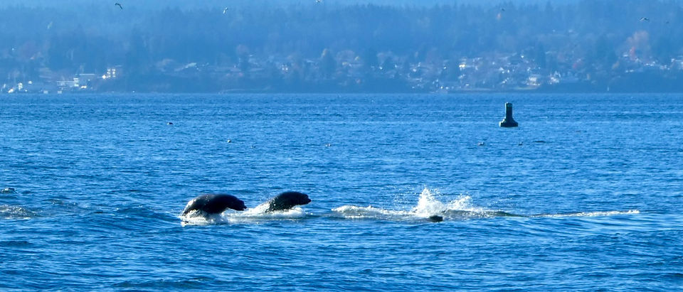 10. Breaching sea lions