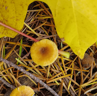 Best Photo - Deceivers (Genus Laccaria) by Athenia Willowbrook