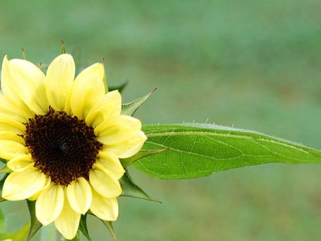 Explore the Benefits of Locally Sourced Ingredients