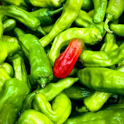 Shishito Peppers