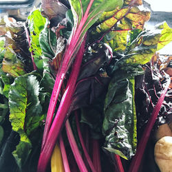 Local Rainbow Chard