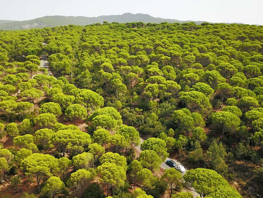 Kozak Yaylası'nda tarihi kalıntıların bulunduğu bölge SİT Alanı İlan Edildi