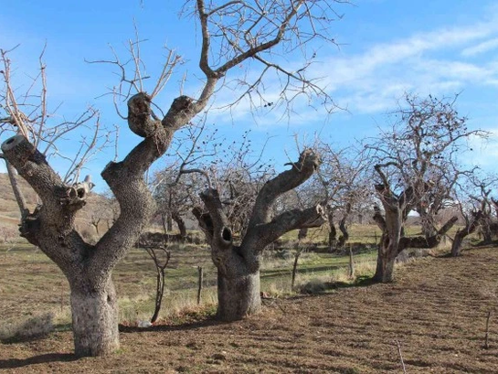 Fiyatı altınla yarışıyor