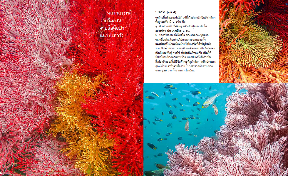 ภาพขนาดย่อ: Not Only Fish