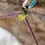 Thumbnail: Belay devince on rope