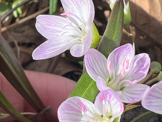 Spring Wildflowers in Percy Warner Park