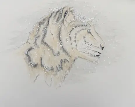 Watercolour and pencil illustration of a tiger’s head in profile emerging from a pale, snowy background.
