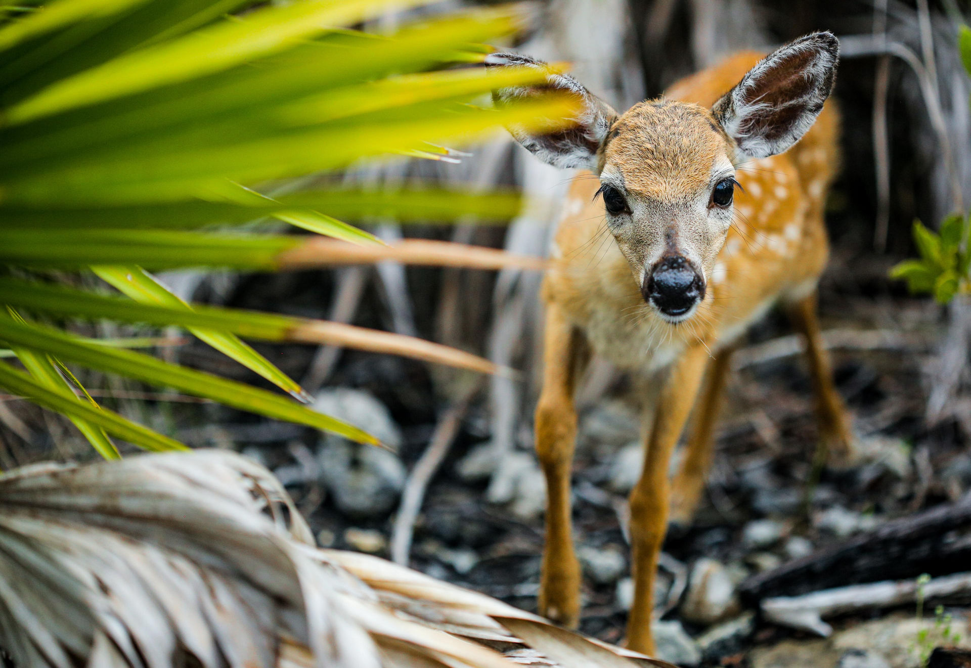 FLORIDA: AMERICA'S ANIMAL PARADISE