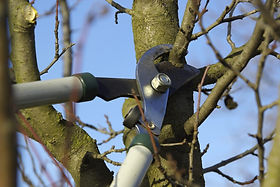 fruit-tree-pruning.jpeg