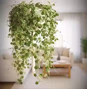 trailing creeping fig plant