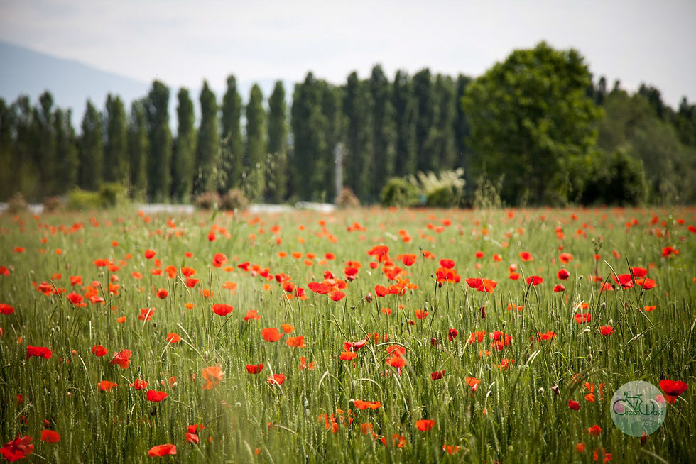a field with poppies
