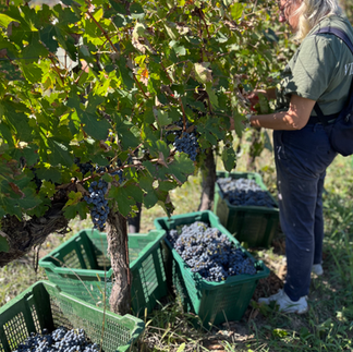 a woman harvesting grapes