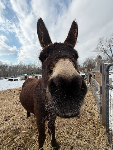Event coordinator Frank E Donk insists a small, calm gathering of donkeys was planned
