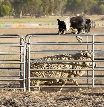 Dog trainers