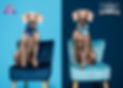 creative dog photography by Pets R Family in photography studio that is located in Ogden Utah. Embark color challenge image took top 10 in 2023 challenge