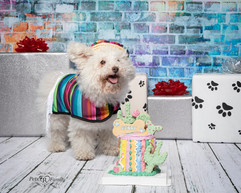 small white dog eating dog cake for his cake smash photo shoot with dog photographer Lisa Olson with pets r family. dog birthday photo shoot with dog cake and presents. 