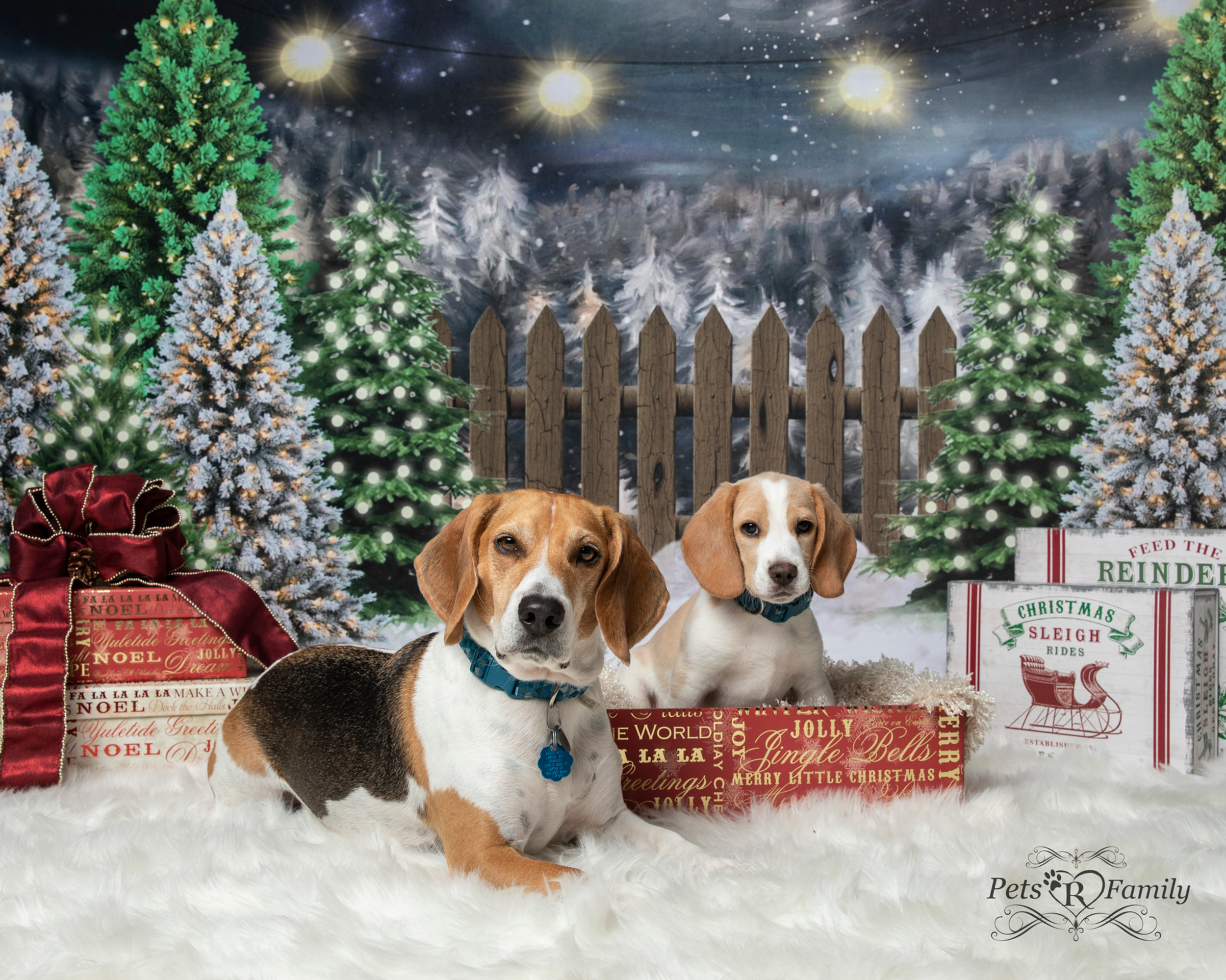 Christmas dog photoshoot clearance