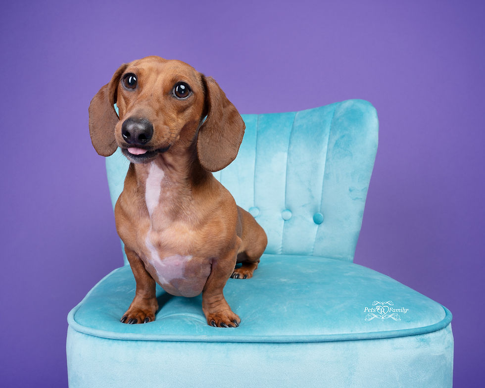 🐾 2025 Through My Lens 🐾