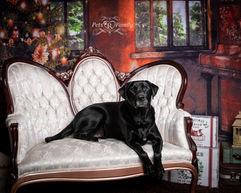 black lab on white vintage couch in front of Christmas set for photos with pet photographer Lisa Olson with pets r family 