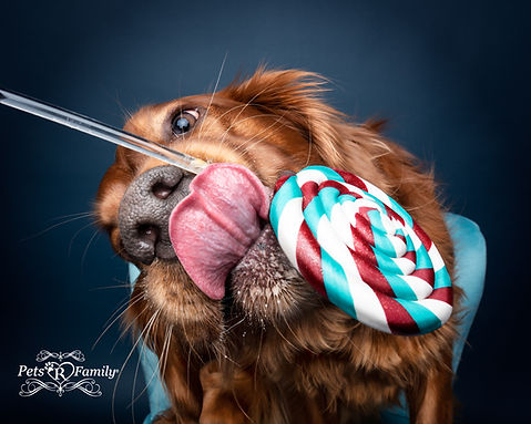 irish setter having a photo shoot in ogden utah with dog photographer lisa olson with pets r family. dog licking a lollipop prop made by lolliprop shop on esty.