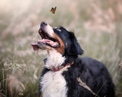 Bernese dog looking at a butterfly during an end of life photo shoot with pet photographer Lisa Olson with pets r family in bountiful utah. dog in field looking at a butterfly during his photo shoot.