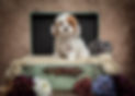 ogden utah pet photographer lisa olson with Pets R family takes photos of puppies in props
