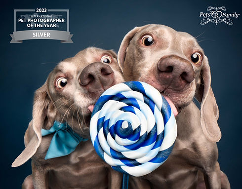 two weimers licking a lollipop prop in a dog photography studio located in ogden utah. two dogs licking a lollipop wear a bow tie and won pet photographer of the year award