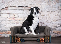 border collie on dog couch in front of brick wall with vintage books in dog photography studio in ogden utah with Lisa olson pet photographer 