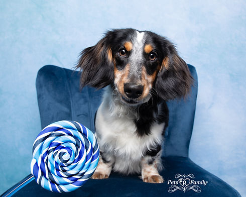 small dog on blue chair having a lollipop photo shoot with dog photographer lisa olson in ogden utah with pets r family