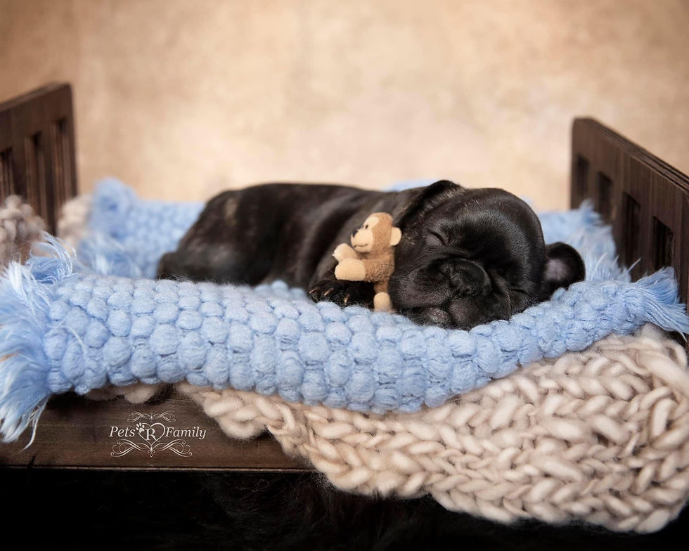 Puppy photographer takes photo of sleeping pig puppy in newborn prop for adorable photos Utah pet photographer Lisa Olson with Pets R Family