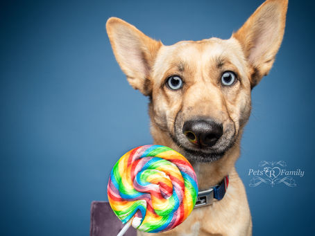 Do you like whimsical dog photos?