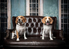 two beagles sitting on a leather couch in front of teal wall with old styled windows. dogs posing for pet photographer Lisa Olson with pets r family in ogden utah. 
