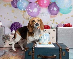 beagle eating dog cake for his birthday photo shoot in ogden utah with pet photographer Lisa Olson. dog cake smash photo shoot in studio with colorful backdrop 
