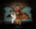 two dogs on vintage couch posing for dog photographer lisa olson with pets r family. dog photography studio located in north ogden utah. irish setter and aussie on couch during dog photo shoot with pet phorographer