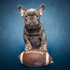 French bulldog puppy posing a football for a photo with dog photographer located in norther utah in dog photography studio
