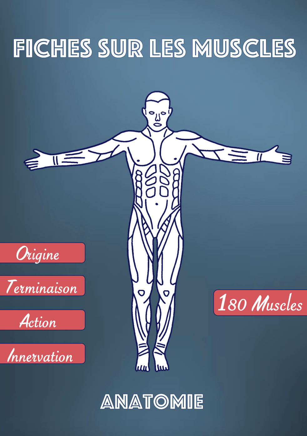 Fiches muscles