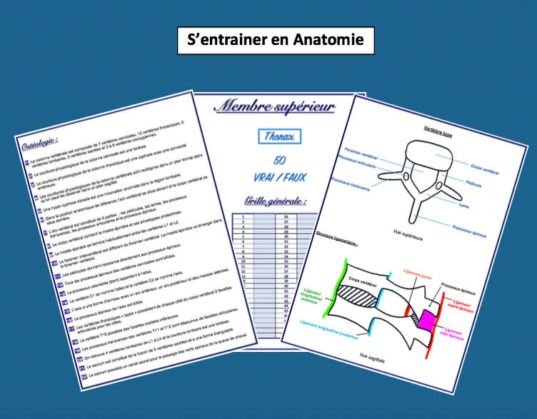 Miniature : S'entrainer en Anatomie