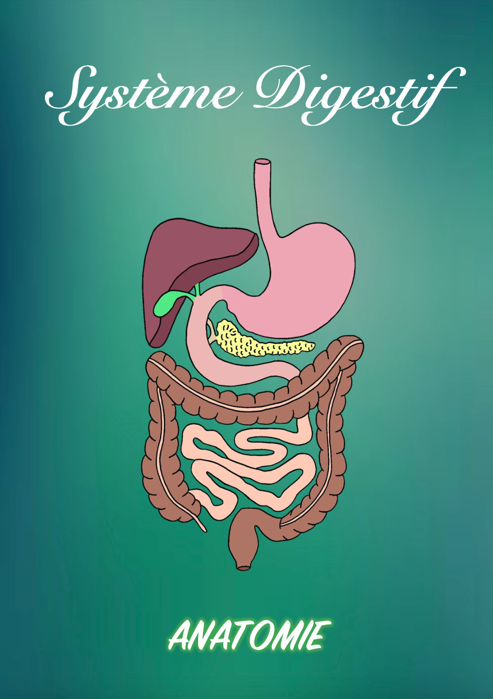 Fiches système digestif