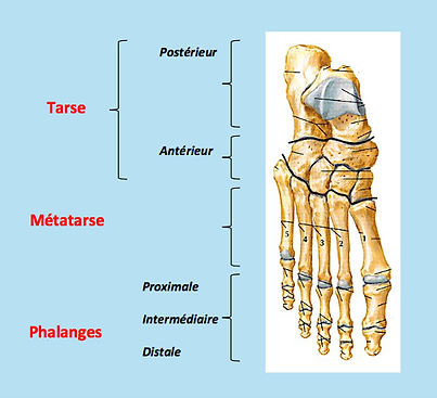 squelette pied, ostéologie, tarse, métatarse, phalange, os
