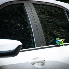 Trilha dos Tucanos, Simply Amazing