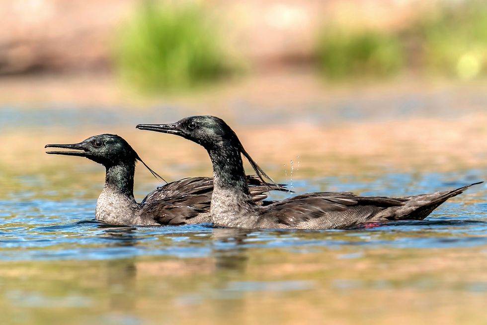 Hyacinth Visorbeared is perched on a branch