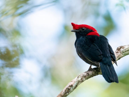 Discover Brazil's Endemic Birds with Birding is the World Brazil: An Endemic Birding Adventure
