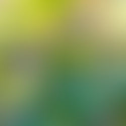 Butterfly Coquette in the Amazon, a new hummingbird species