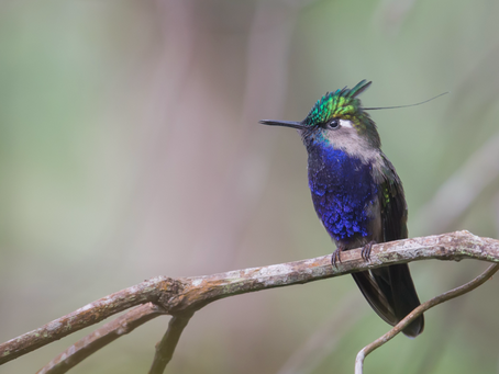 Discover the Hummingbird Haven: Join Our Atlantic Rainforest Tour in Brazil, September 4th–15th, 2025