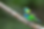 Green Headed tanager.png