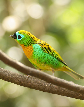 Brassy-breasted Tanager