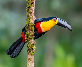 Channel-billed toucan.jpg