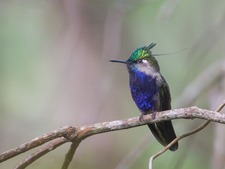 Featured Bird Time!