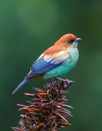 Chestnut backed Tanager.jpg